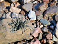 seaweed on rock 2856